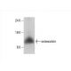 osteocalcin Antibody (C-7) - Western Blotting - Image 394068 