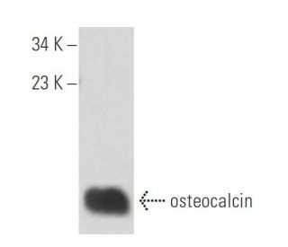 osteocalcin Antibody (C-8) - Western Blotting - Image 16318