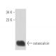 osteocalcin Antibody (C-8) - Western Blotting - Image 16318
