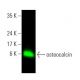 osteocalcin Antibody (D-11) - Western Blotting - Image 396482