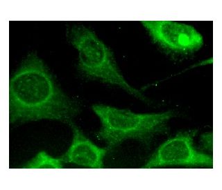 osteocalcin Antibody (E-6) - Immunofluorescence - Image 160318 
