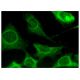 osteocalcin Antibody (E-6) - Immunofluorescence - Image 160318 