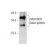 osteocalcin Antibody (E-6) - Western Blotting - Image 159864