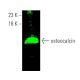 This polyclonal antibody has been discontinued. See our recommended <a href="osteocalcin-antibody-g-5">osteocalcin (G-5)</a> monoclonal antibody (sample data shown). western blotting image from recommended osteocalcin (G-5) monoclonal antibody replacement. Image 374225