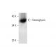 Osteoglycin Antibody (E-9) - Western Blotting - Image 138514