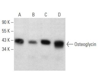 Osteoglycin Antibody (E-9) - Western Blotting - Image 358389 