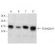 Osteoglycin Antibody (E-9) - Western Blotting - Image 358389 