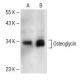 Osteoglycin Antibody (G-1) - Western Blotting - Image 150668