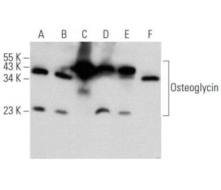 Osteoglycin Antibody (G-1) - Western Blotting - Image 358390 