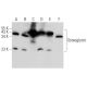 Osteoglycin Antibody (G-1) - Western Blotting - Image 358390 