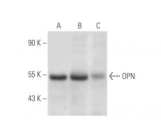osteopontin/OPN/SPP1 Antibody (LFMb-14) - Western Blotting - Image 32809