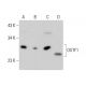 OSTF1 Antibody (AT9G4) - Western Blotting - Image 385142