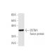 OSTM1 Antibody (4H1) - Western Blotting - Image 349566