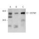 OSTM1 Antibody (4H1) - Western Blotting - Image 384272 