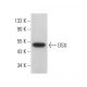 OSX Antibody (F-3) - Western Blotting - Image 377658
