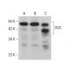 western blotting image from recommended OSX (F-3) monoclonal antibody replacement. Image 378442