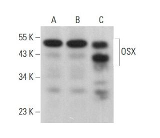 OSX Antibody (F-3) - Western Blotting - Image 378442The Double Nickase Plasmid features a U6 promoter for sgRNA expression, a 20 nt targeting sequence, and a gRNA scaffold to guide Cas9n. It includes a CBh promoter for Cas9n (D10A) and puromycin resistance, GFP for transfection verification, and nuclear localization signals (NLS). The 2A peptide allows co-expression of Cas9n and Puro from a single promoter, enabling precise genome editing with reduced off-target effects.