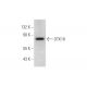 OTK18 Antibody (E-9) - Western Blotting - Image 298016