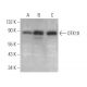 OTK18 Antibody (E-9) - Western Blotting - Image 372825 