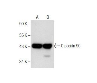 Otoconin 90 Antibody (D-2) - Western Blotting - Image 159907 