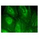 Otoconin 90 Antibody (D-7) - Immunofluorescence - Image 159668 