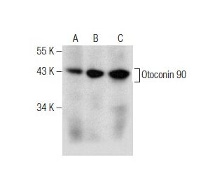 Otoconin 90 Antibody (D-7) - Western Blotting - Image 158470 