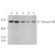 Otoconin 90 Antibody (D-7) - Western Blotting - Image 371907