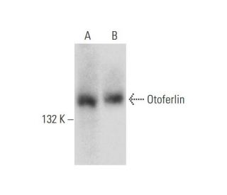 Otoferlin Antibody (C-12) - Western Blotting - Image 129312 