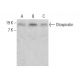 Otospiralin Antibody (A-12) - Western Blotting - Image 384375