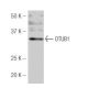 OTUB1 Antibody (J-61) - Western Blotting - Image 53958
