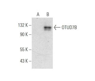 OTUD7B Antibody (A-11) - Western Blotting - Image 319600