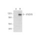 OTUD7B Antibody (A-11) - Western Blotting - Image 319600