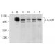 OTUD7B Antibody (H-4) - Western Blotting - Image 320216 