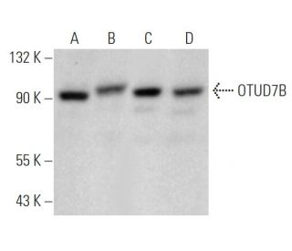 OTUD7B Antibody (H-4) - Western Blotting - Image 371693 