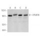 OTUD7B Antibody (H-4) - Western Blotting - Image 371693 