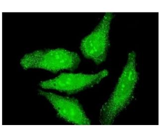 OTX1 Antibody (3A5) - Immunofluorescence - Image 351746 