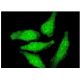 OTX1 Antibody (3A5) - Immunofluorescence - Image 351746 