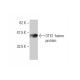 OTX1 Antibody (3A5) - Western Blotting - Image 348557