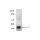 OTX2 Antibody (D-8) - Western Blotting - Image 316260 