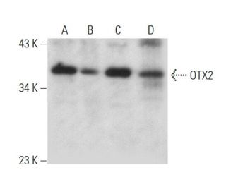 OTX2 Antibody (D-8) - Western Blotting - Image 318080 