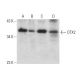 OTX2 Antibody (D-8) - Western Blotting - Image 318080 