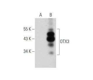 OTX3 Antibody (E-9) - Western Blotting - Image 345911 