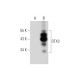 OTX3 Antibody (E-9) - Western Blotting - Image 345911 