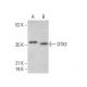 OTX3 Antibody (E-9) - Western Blotting - Image 377451