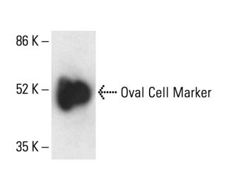 Oval Cell Marker Antibody (OV-6) - Western Blotting - Image 411230 