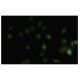 OVCA1 Antibody (6E93) - Immunofluorescence - Image 35867
