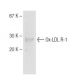western blotting image from recommended Ox-LDL R-1 (LOX19-22) monoclonal antibody replacement. Image 64668