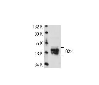 OX2 Antibody (3H1963) - Western Blotting - Image 53584
