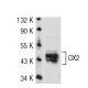 OX2 Antibody (3H1963) - Western Blotting - Image 53584