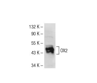 OX2 Antibody (6A387) - Western Blotting - Image 53583